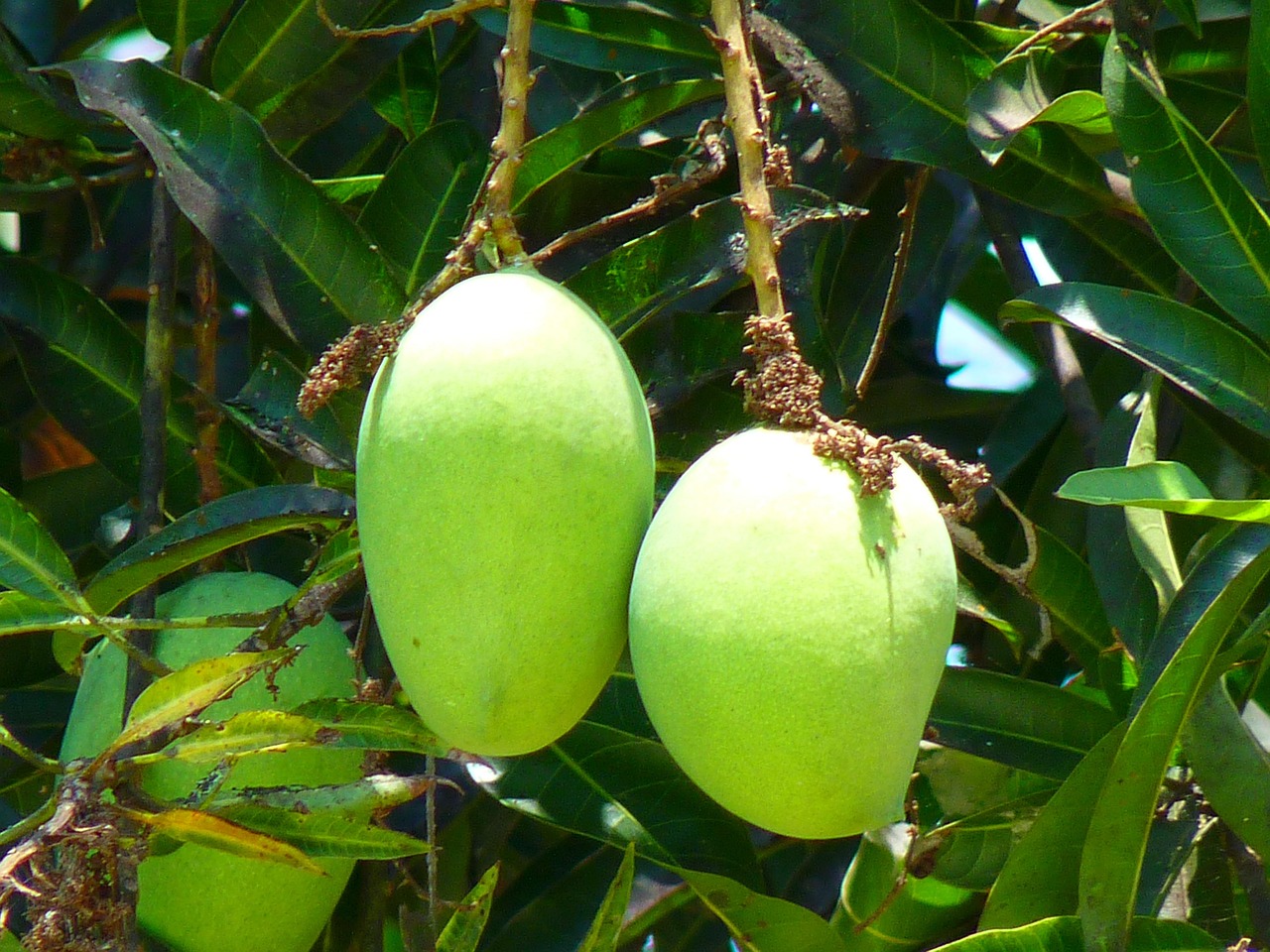 Tropical Mangoes