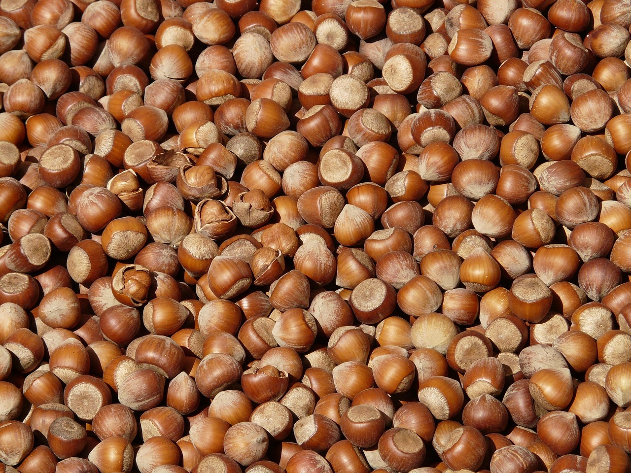 Organic Shea Nuts