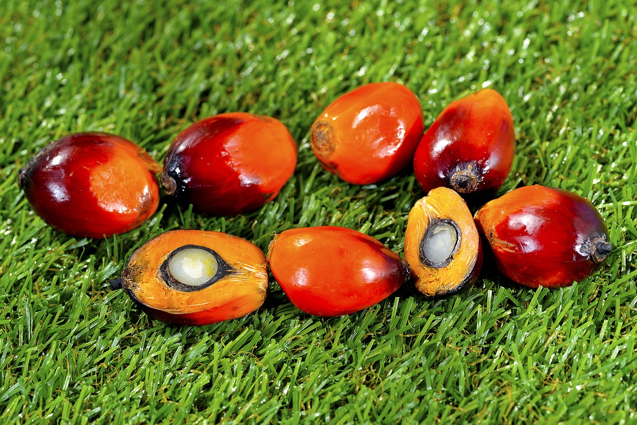 Oil Palm Products