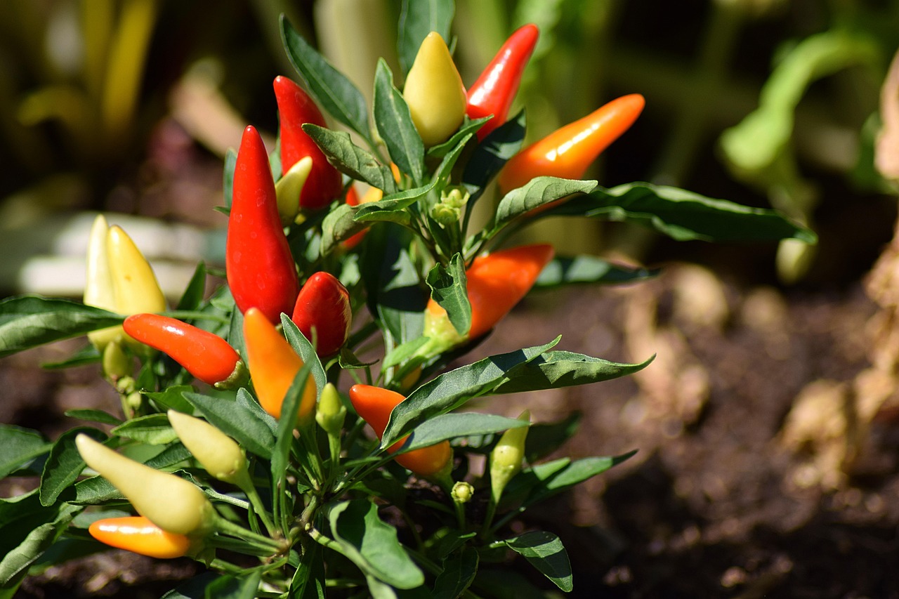 Hot & Aromatic Peppers